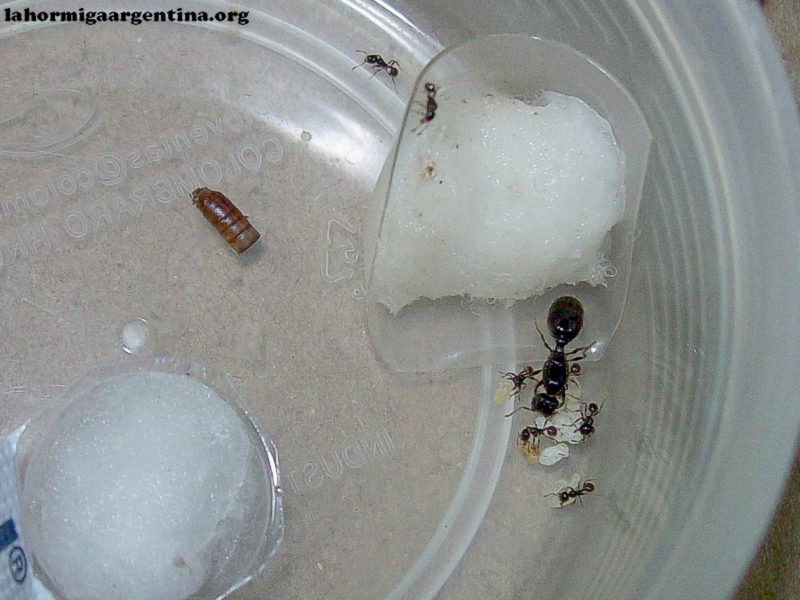 Pheidole sp 12 Mar 17 Kika_1
