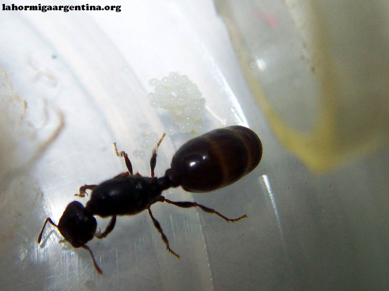 Pheidole sp (Kika)_20_Feb_2