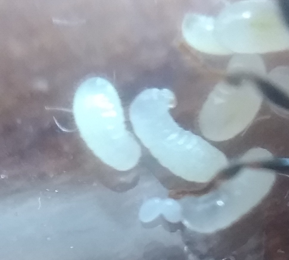 Larvas y huevos de Pheidole sp