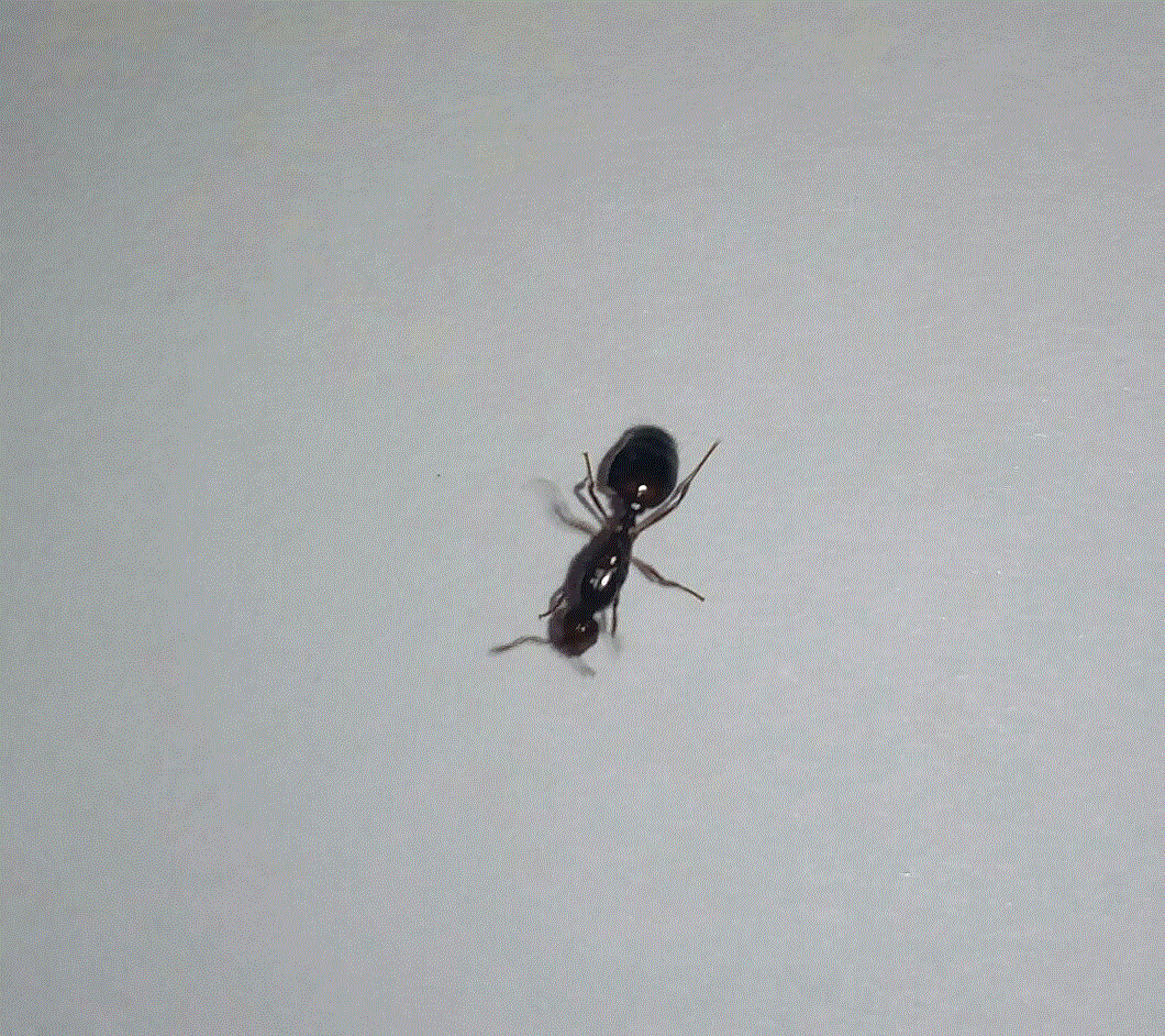 Pheidole????