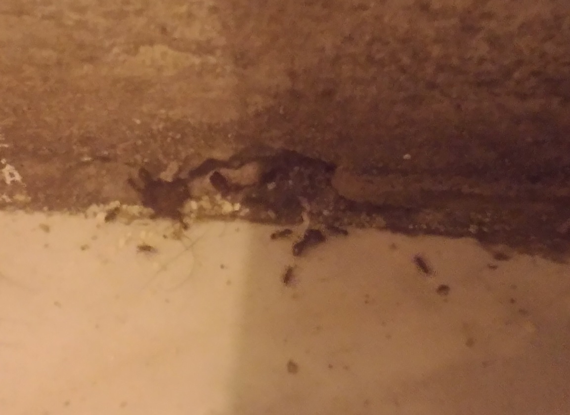 pheidole1