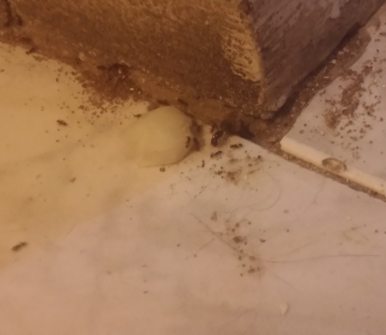 pheidole2