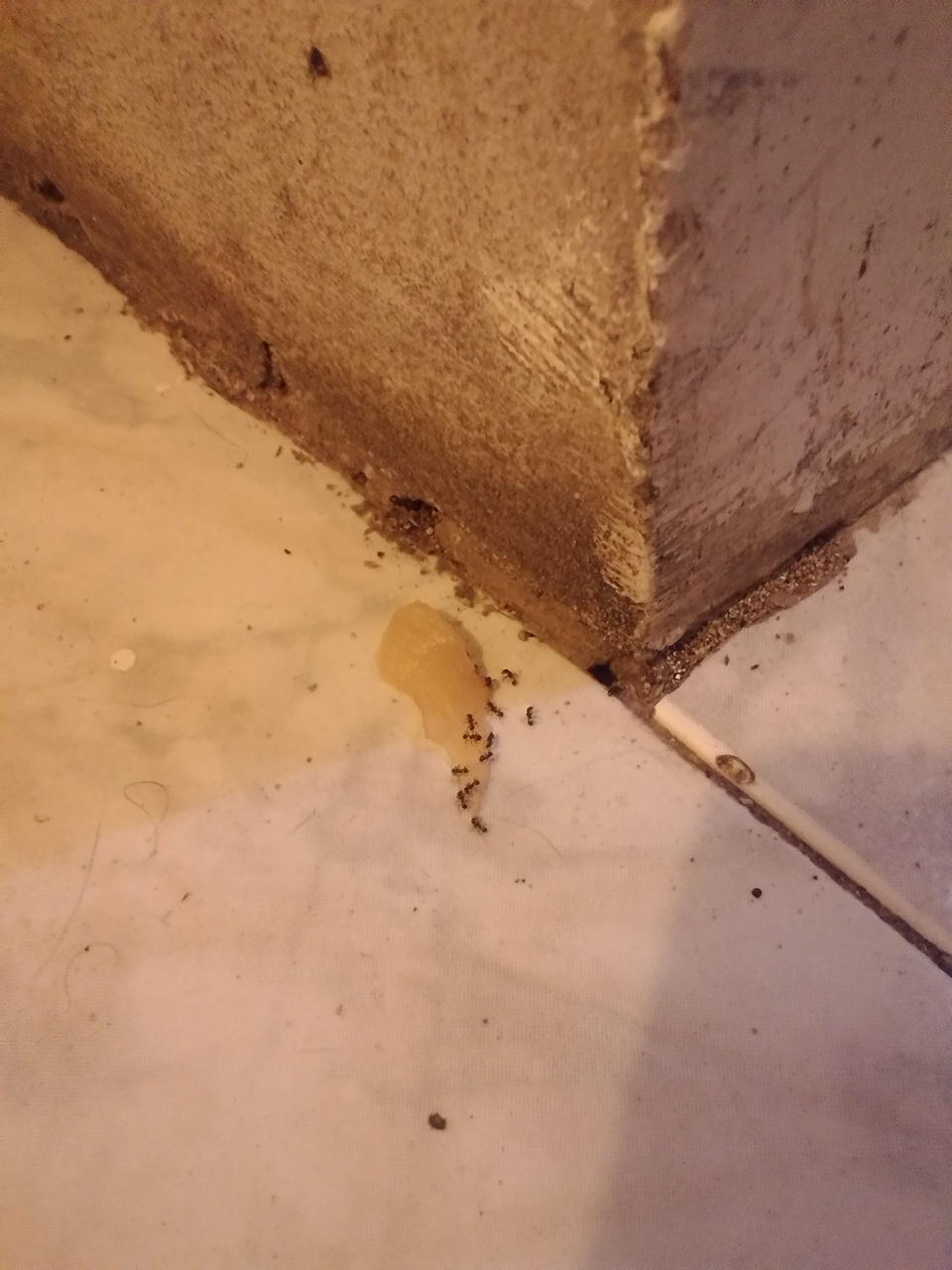 nido pheidole