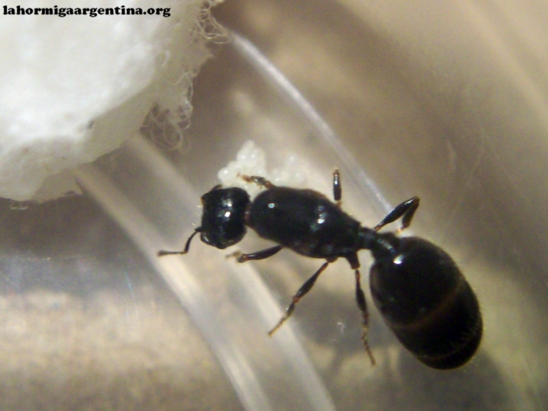 Pheidole_sp_30_Dic