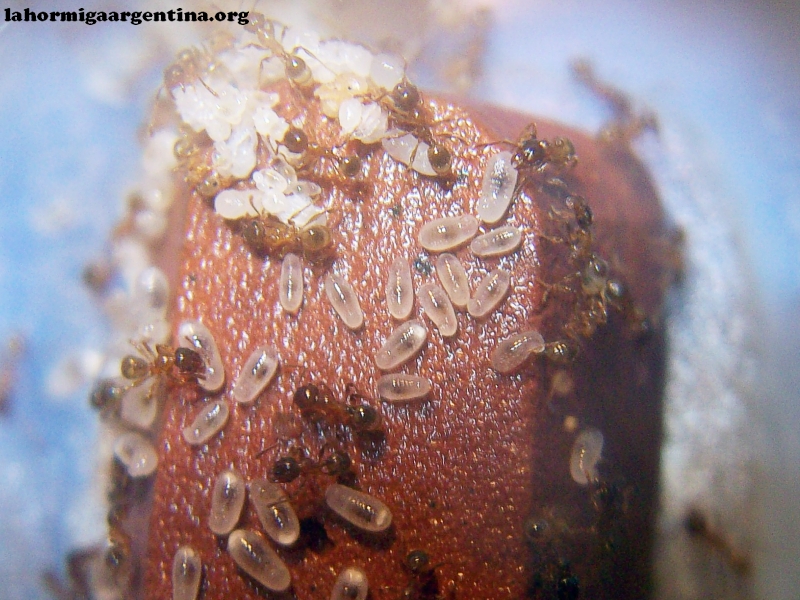 Peque�a Pheidole 2 Enero 19_2