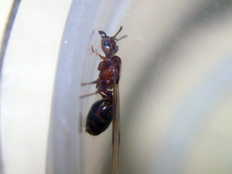 Pheidole bergi_10_Dic_2