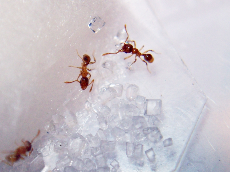 Pheidole_Matias_19_Ene_2