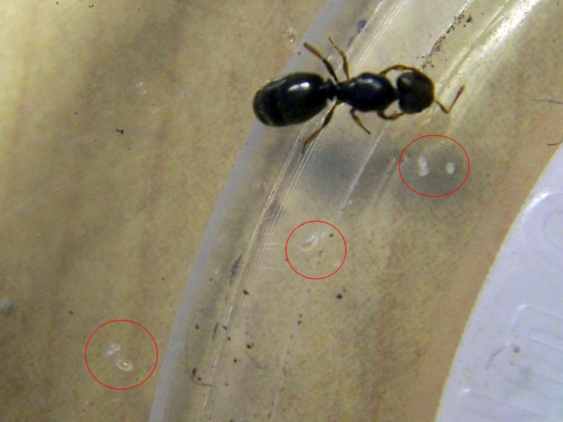 Pheidole_Matias_4
