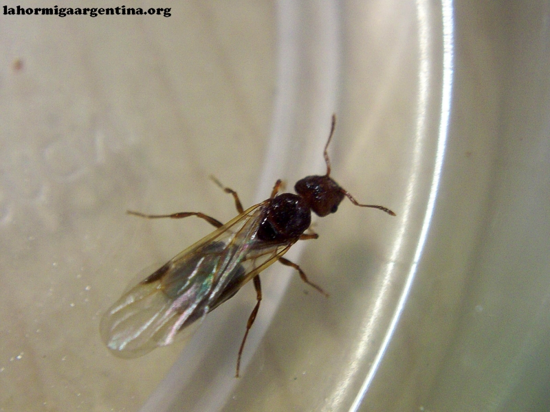 Reina Pheidole_d2