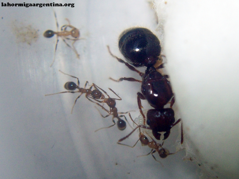 Pheidole_25_Mar_3