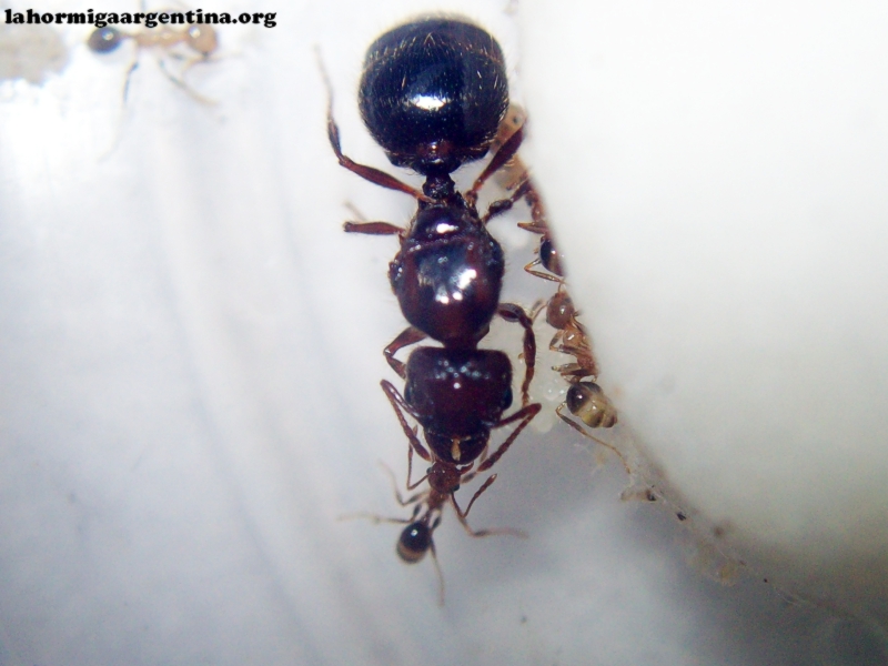 Pheidole_25_Mar_4