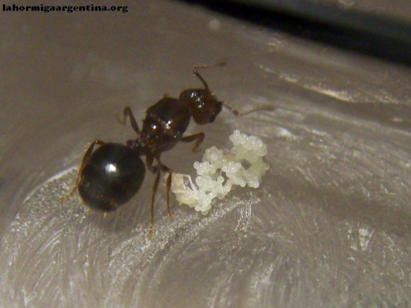 Pheidole_bergi_30_Dic_2