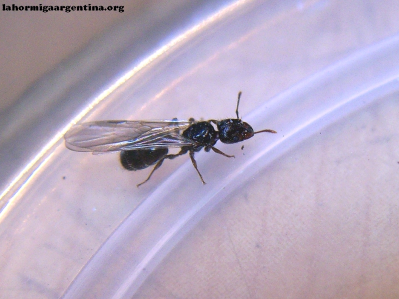 Pheidole_30_Mar_1