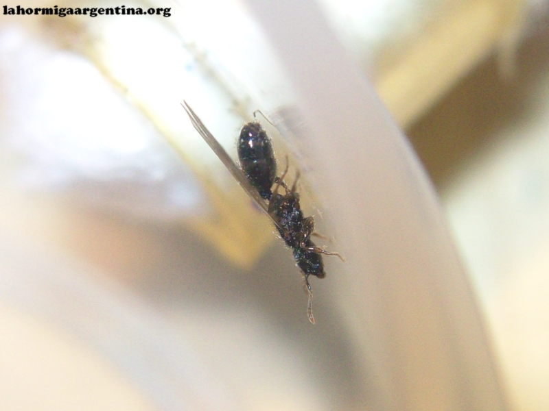 Pheidole_30_Mar_2
