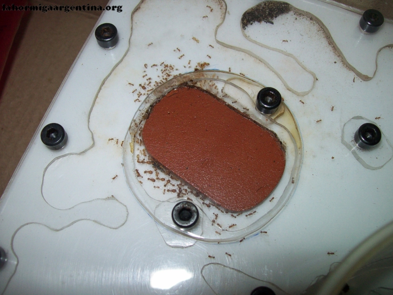 Pheidole_Doly_8_Ene_1