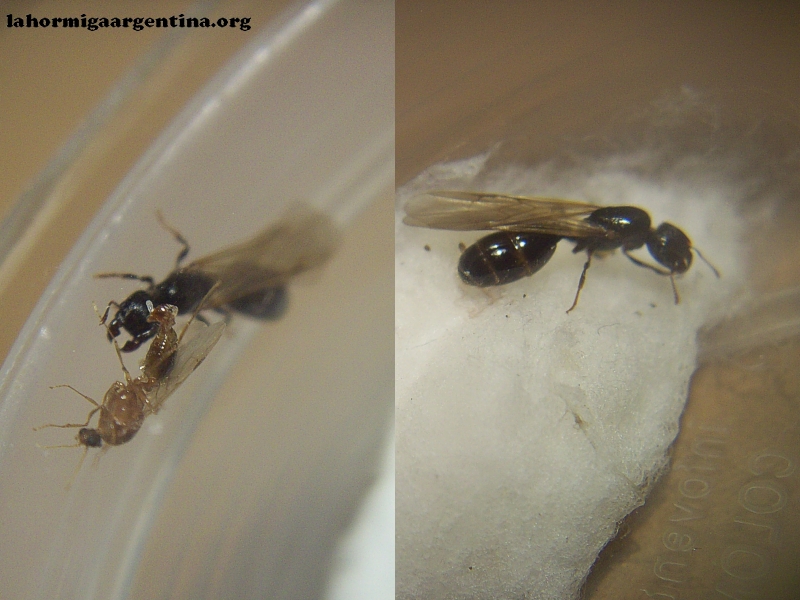 Pheidole aberrans_Enero_15_2021
