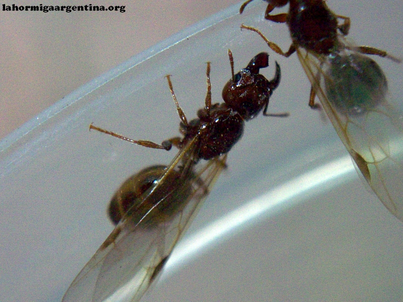 Pheidole bergi_8_Feb_1