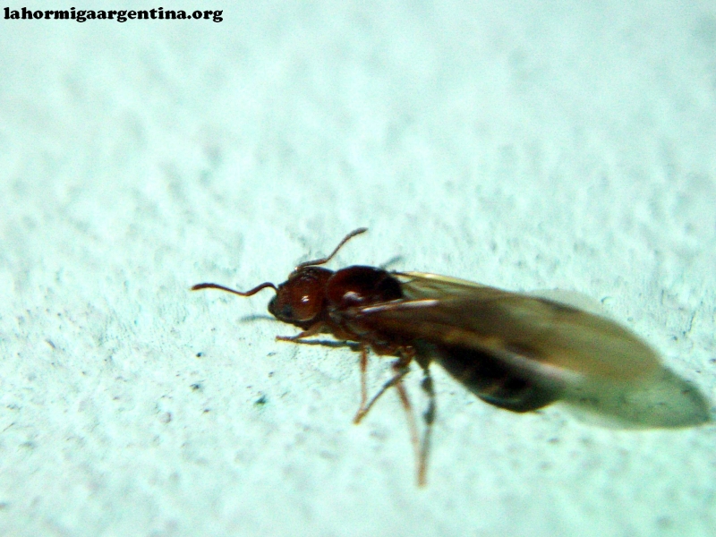 Pheidole bergi_14_Ene
