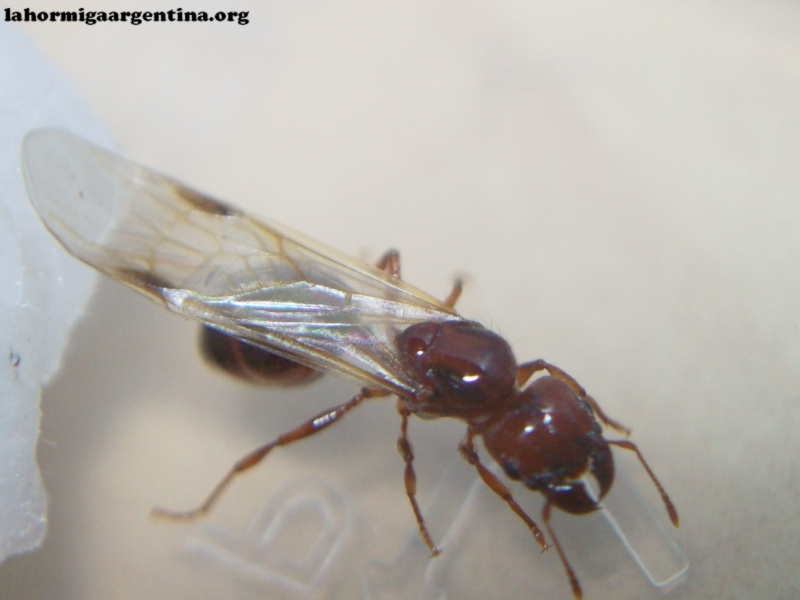 Pheidole_bergi_23_Dic_2