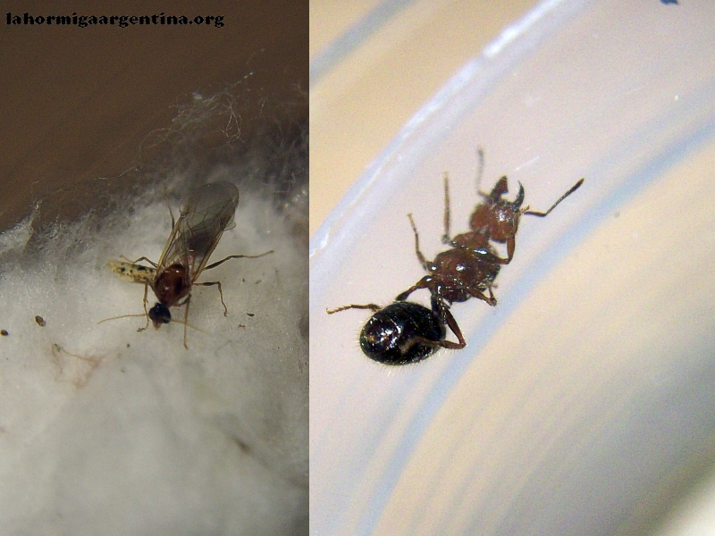 Pheidole bergi_Enero_15_2021