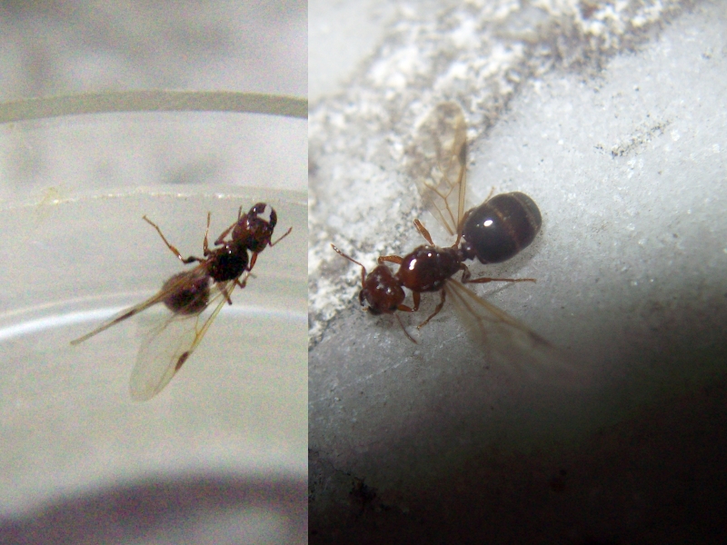 Pheidole bergi enero 2021_2
