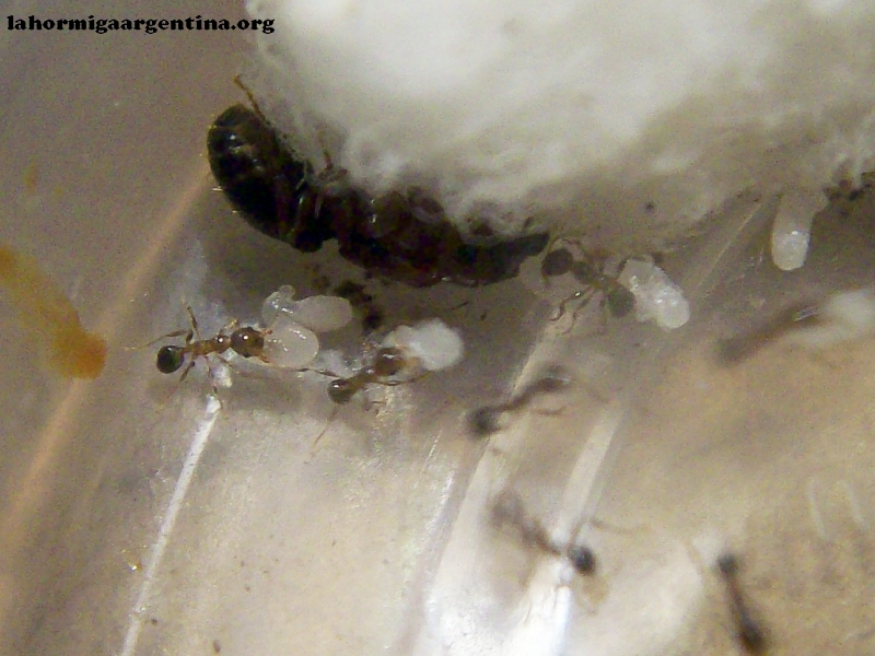 Pheidole bergi Febrero_21