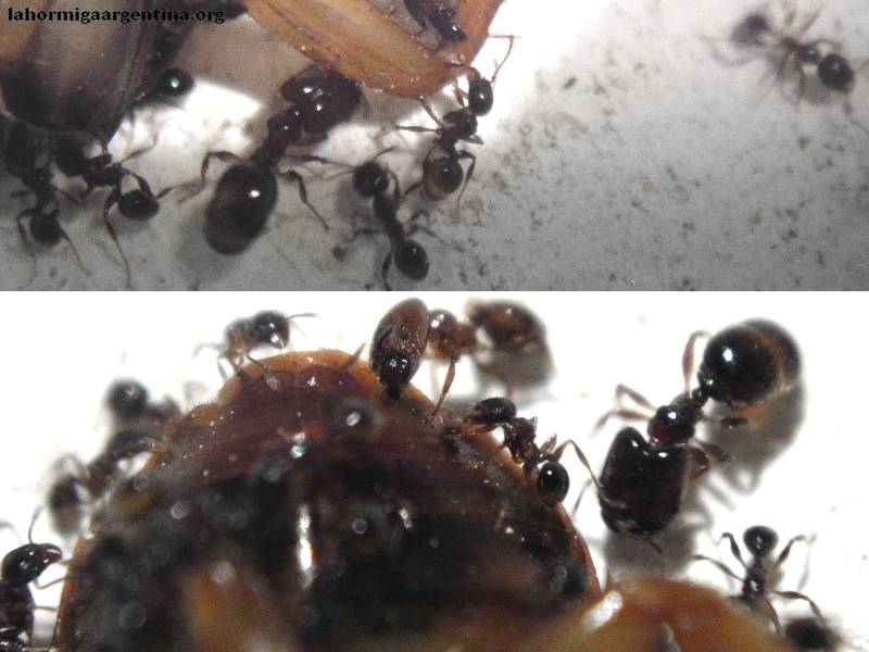 Pheidole sp Sep 2014