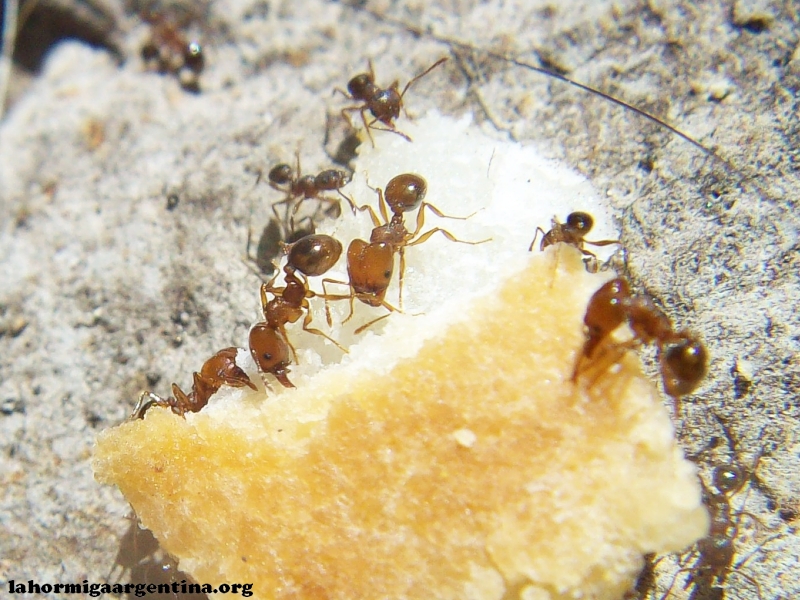 Pheidole del patio_1