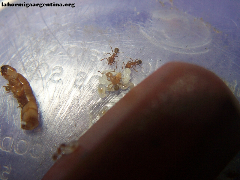 Pheidole sospes (Eva) 5 Feb 19_1