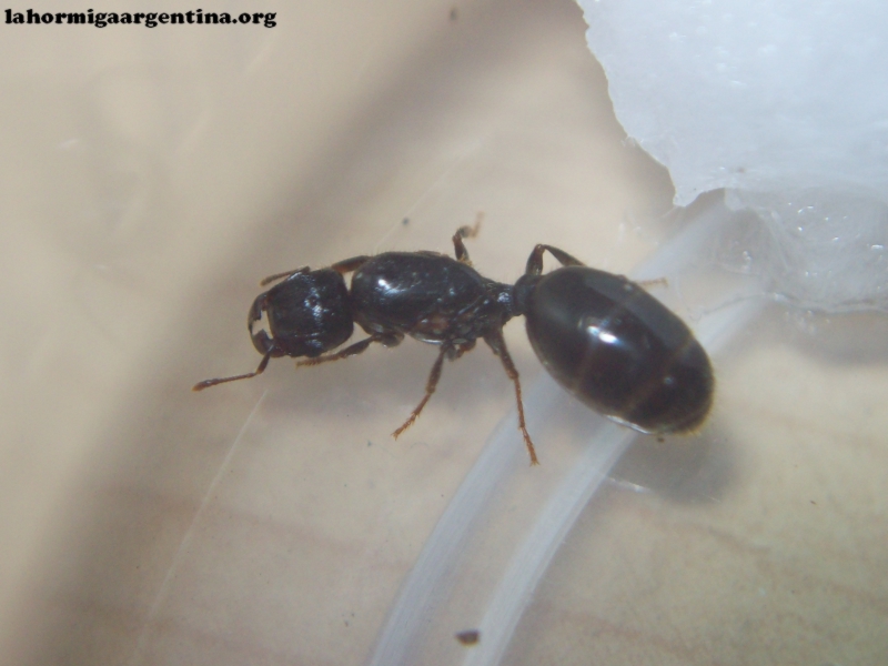 Pheidole_sp_23_Dic_1