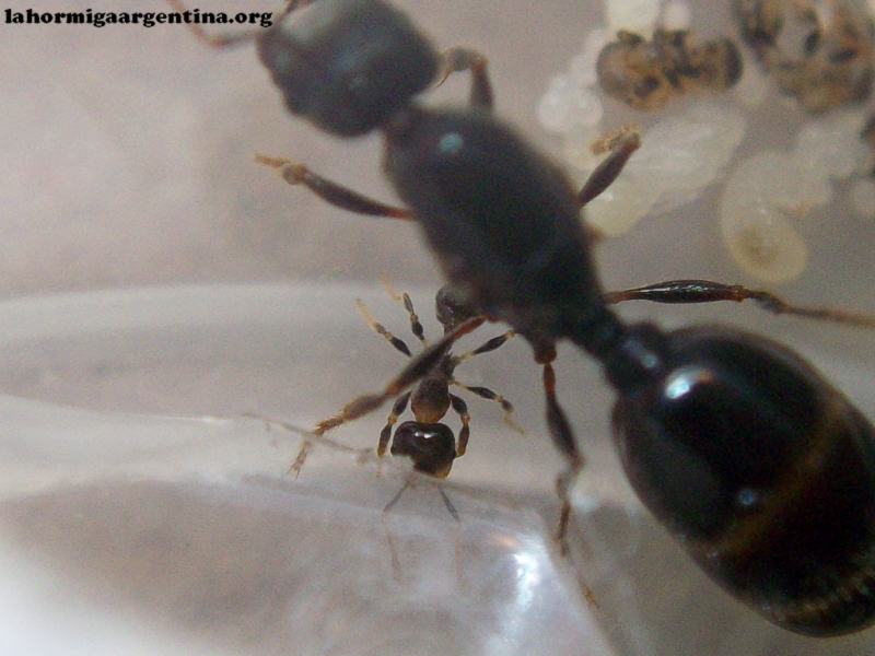 Pheidole sp 28 de Enero 17 (Kika)_1