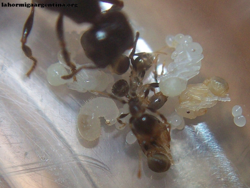 Pheidole sp 28 de Enero 17 (Kika)_2
