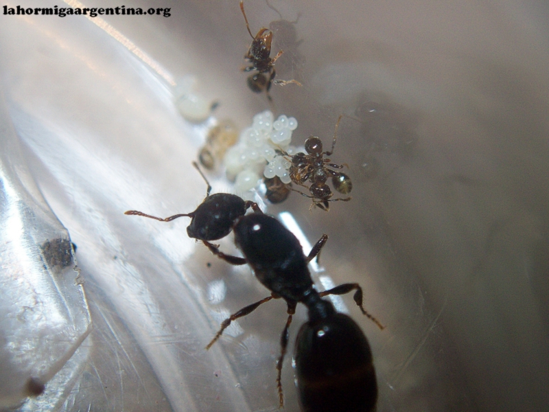 Pheidole sp 29 de Enero 17 (Kika)_2
