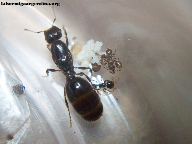 Pheidole sp 29 de Enero 17 (Kika)_3
