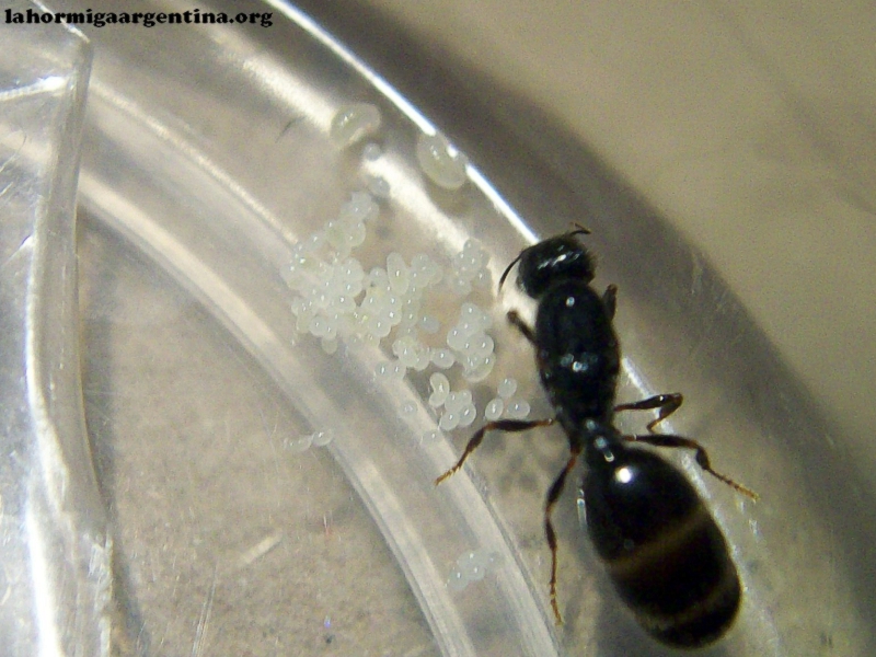 Pheidole sp 7 de Enero 17 (Kika)