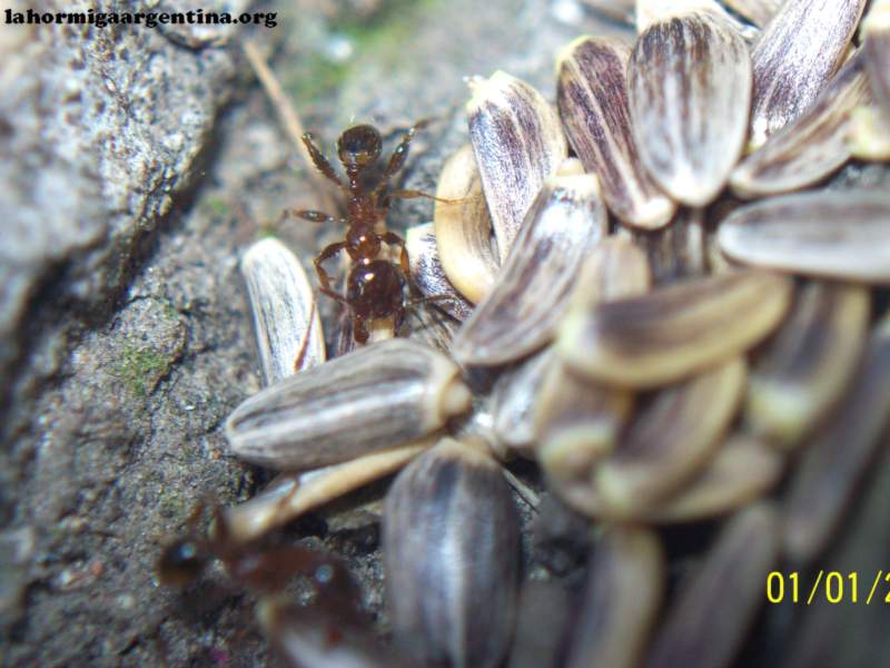 Pheidole sp en Junio_2
