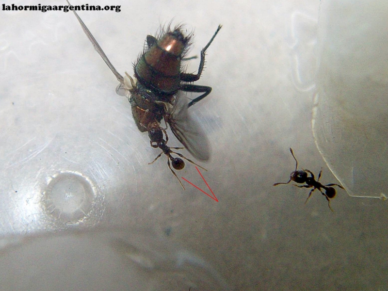 Pheidole sp 20 Feb 17 (Kika)_2