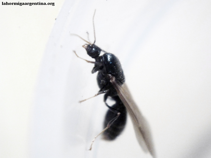 Macho Pheidole sp 31 Dic 2014.