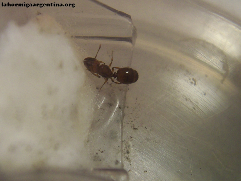 Pheidole x 16 Sep 17 Rosa_1