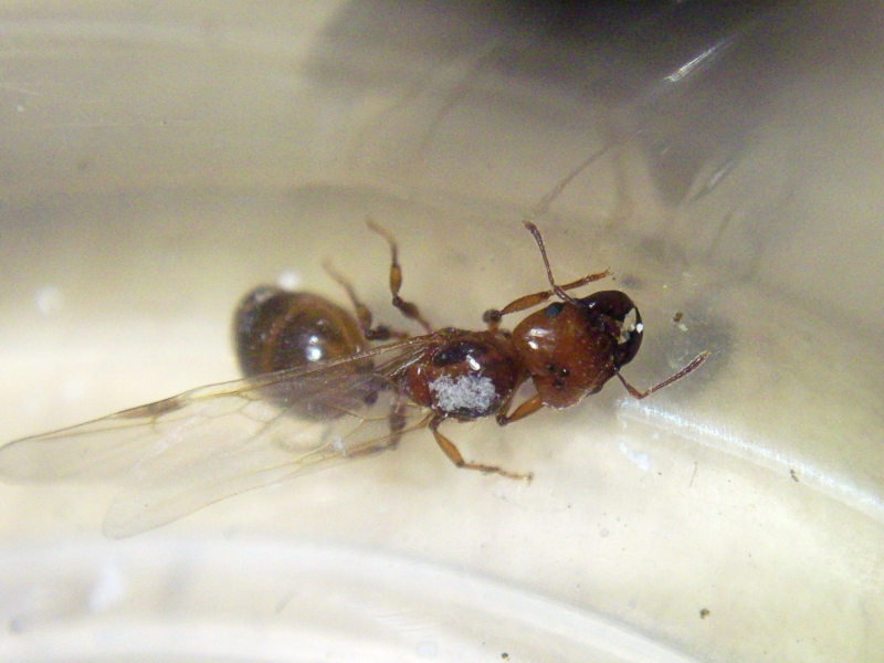 Pheidole_xy_20_Dic_17