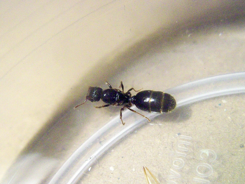 Pheidole sp 14 de Enero