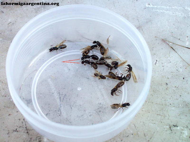 Reina Pheidole sp_30_Ene_1
