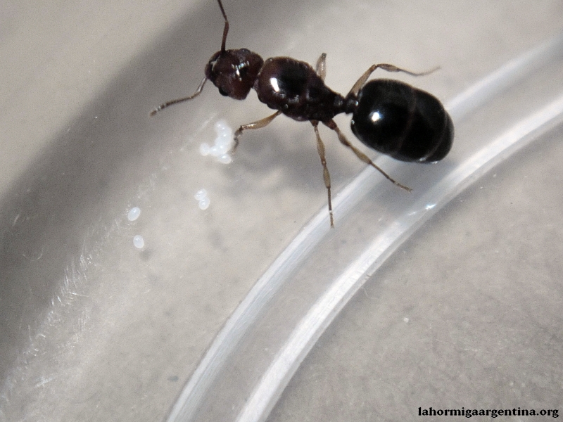 Josefita Pheidole 5 Enero 2015