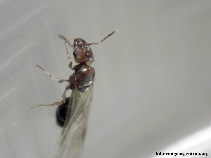 Pheidole x3, Dic 26 2014