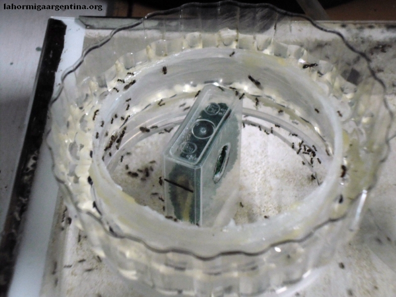 Reinas Pheidole #2
