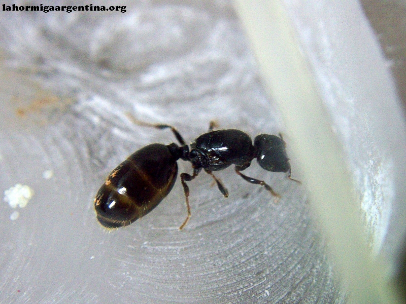 Pheidole sp (Rita)_7_Feb_2