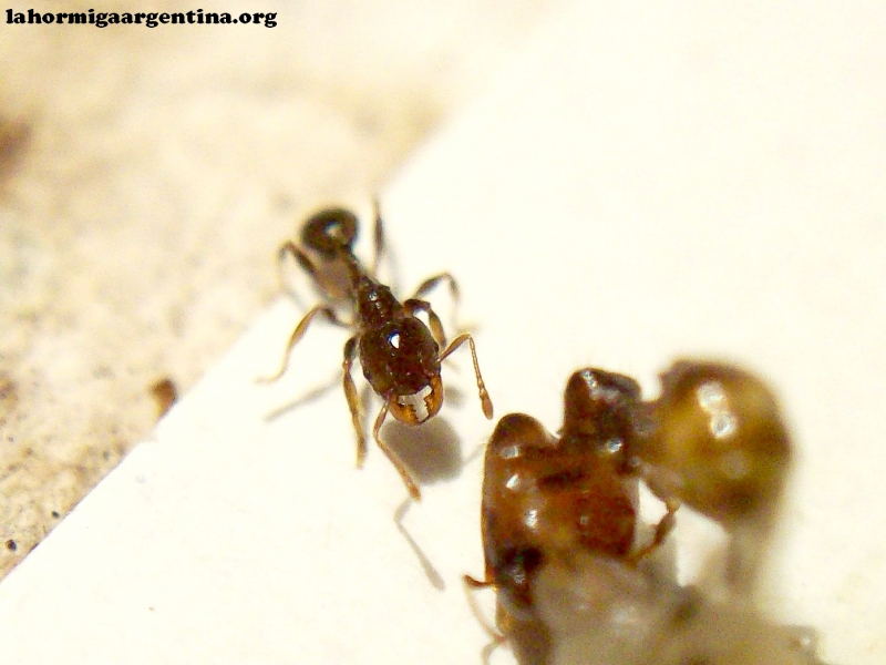 Pheidole sp (Tita 6 Nov)_2