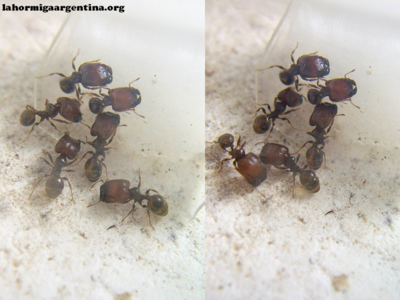 Pheidole (Tita)_6_Ago_1