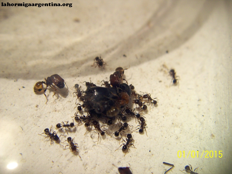 Pheidole sp (Tita 12 Oct)