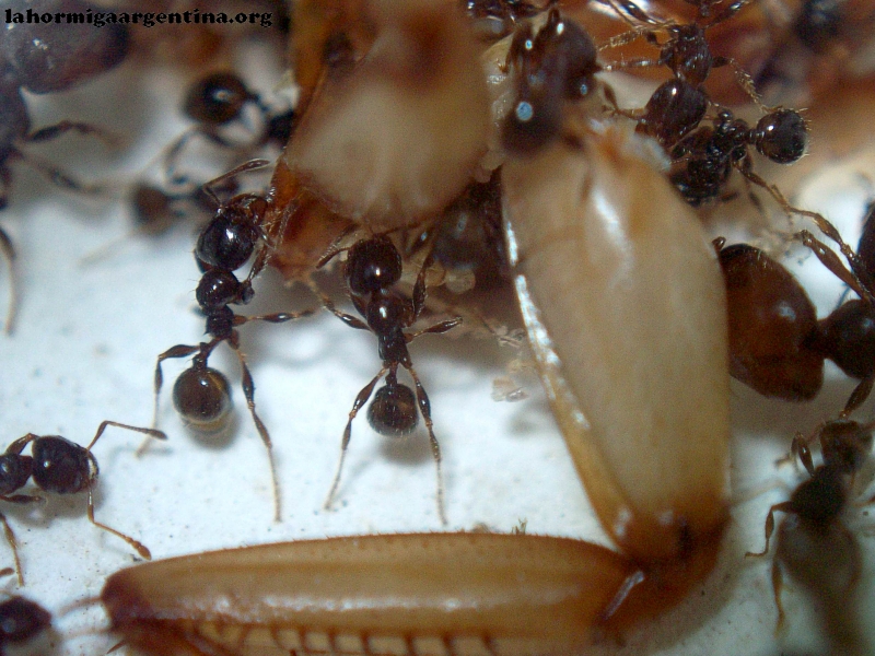 Pheidole sp (Tita 14 Dic 15)_3
